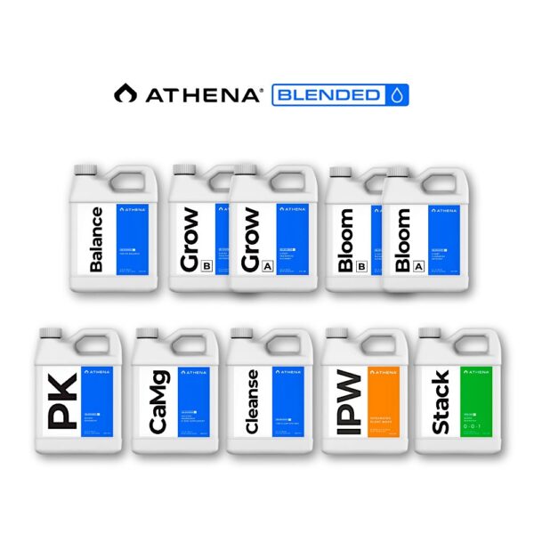 Athena Bloom A 1 Gallon - Image 2