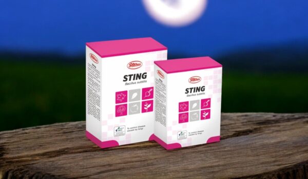 STING 250G
